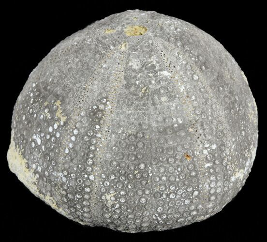Eucosmus Fossil Echinoid (Sea Urchin) - Garsif, Morocco #61421
